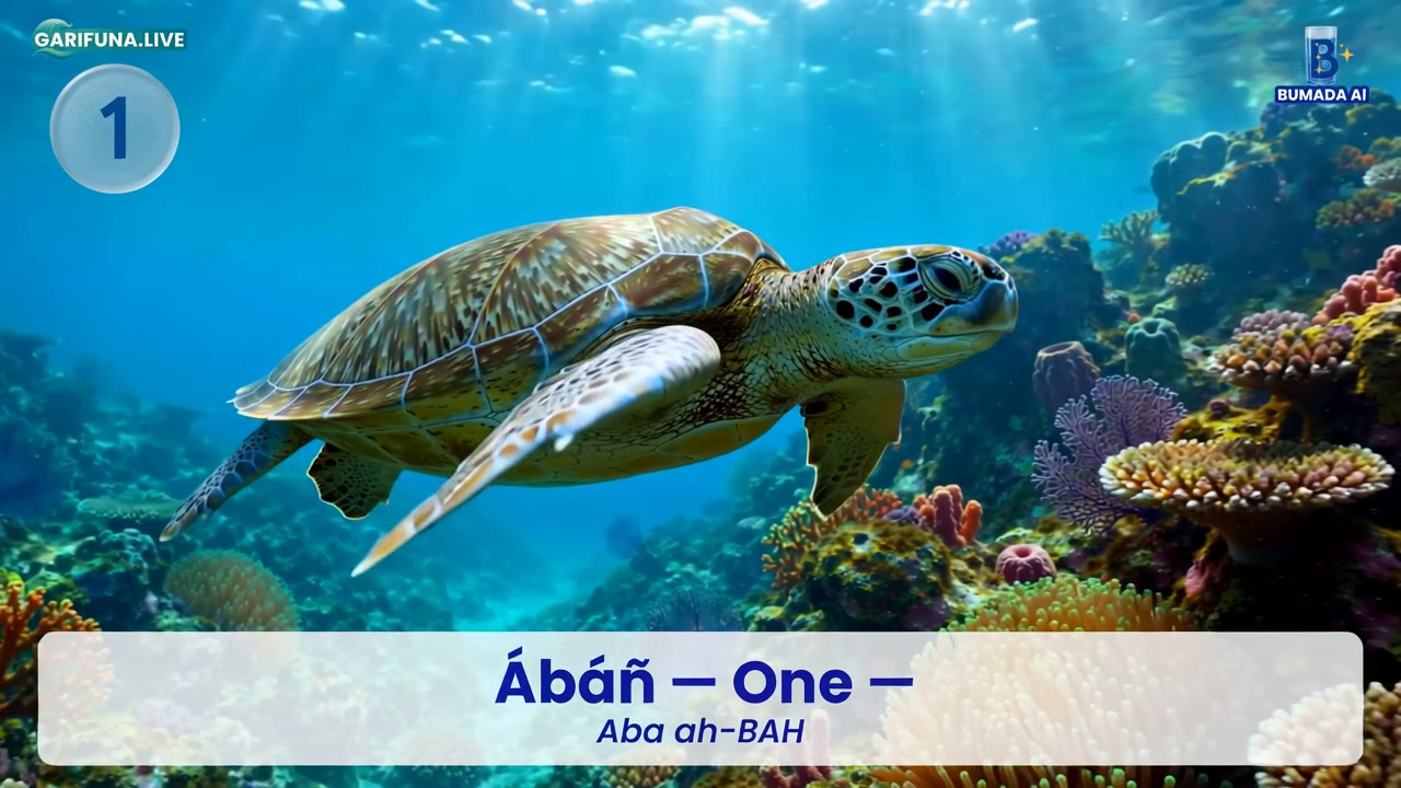 Sea turtle beside a Garifuna number card